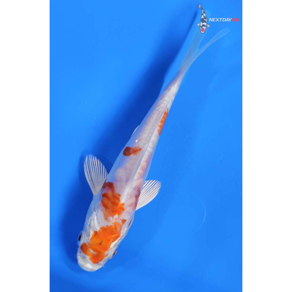 6” Imported Kikusui
