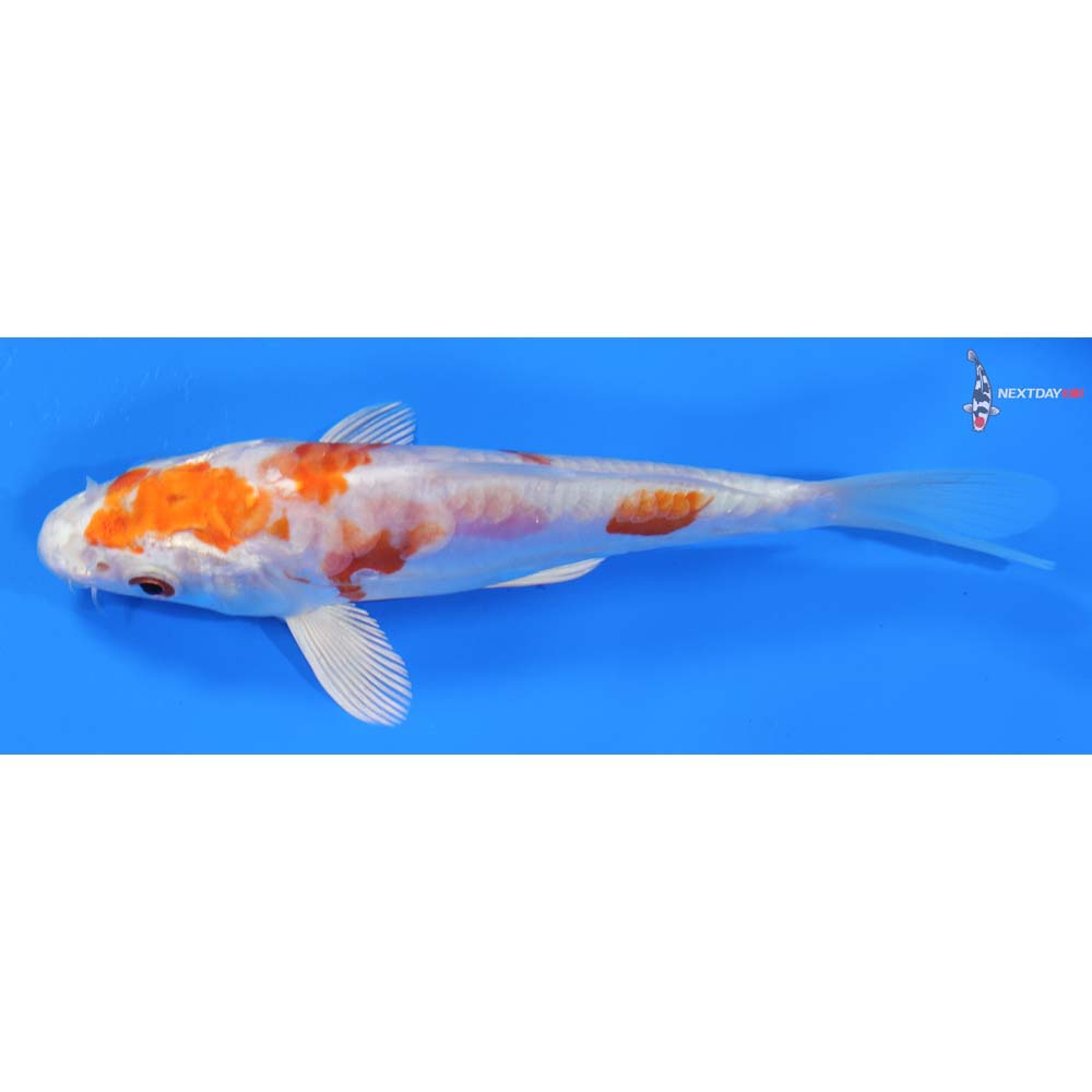 6” Imported Kikusui