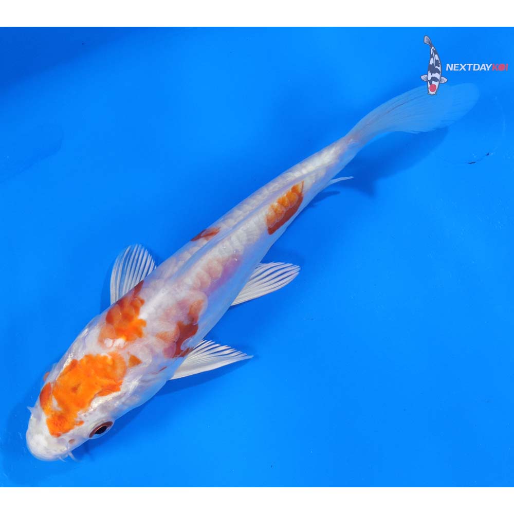 6” Imported Kikusui