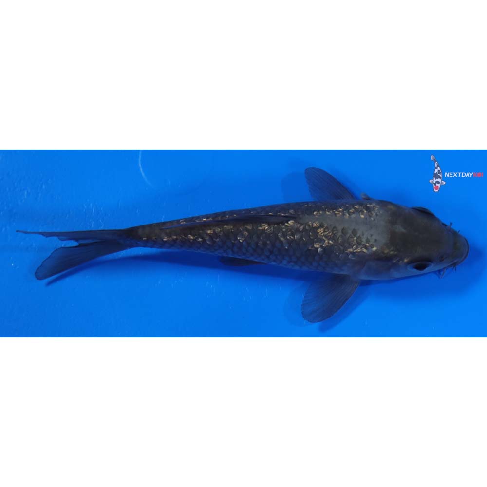 5.5” Imported Gin Rin Soragoi