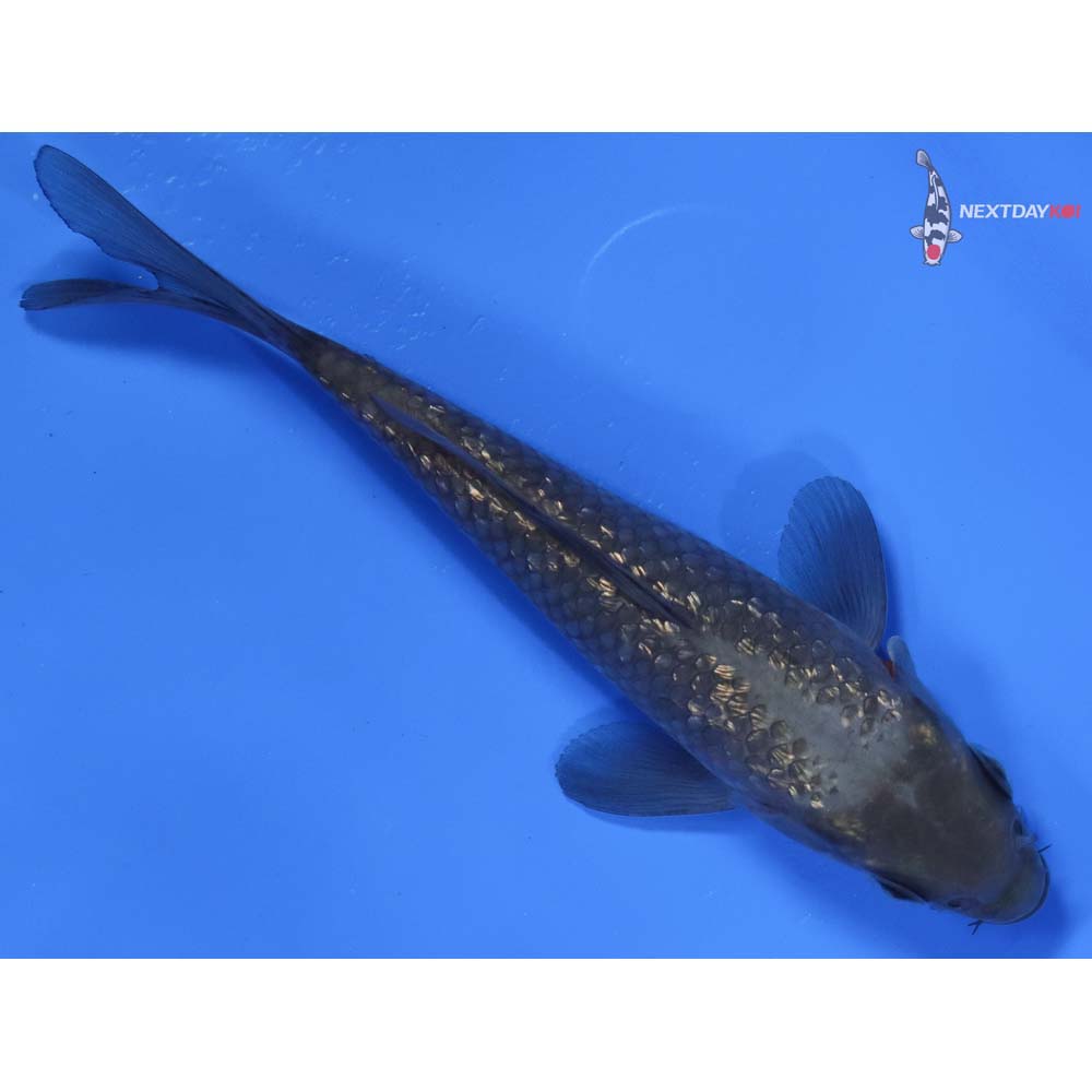 5.5” Imported Gin Rin Soragoi
