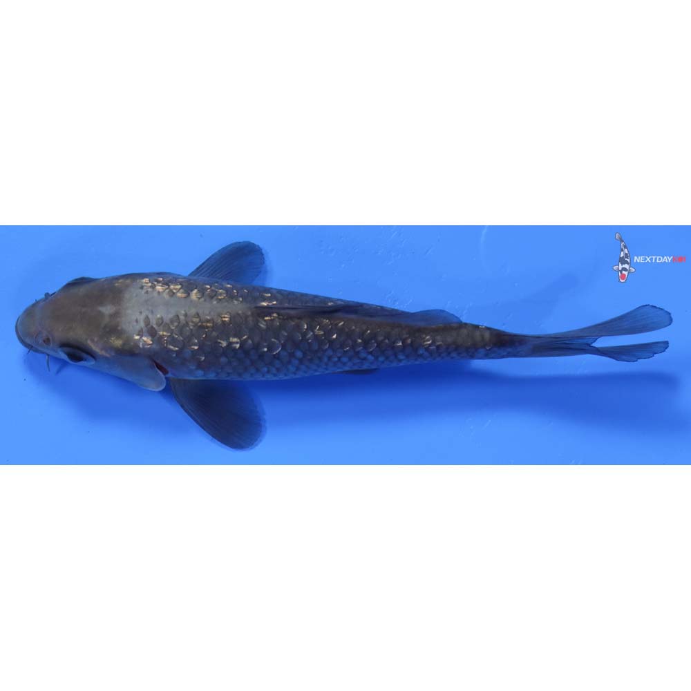 5.5” Imported Gin Rin Soragoi