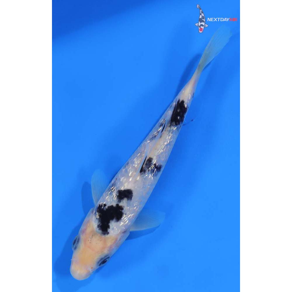 6” Imported Gin Rin Shiro Bekko