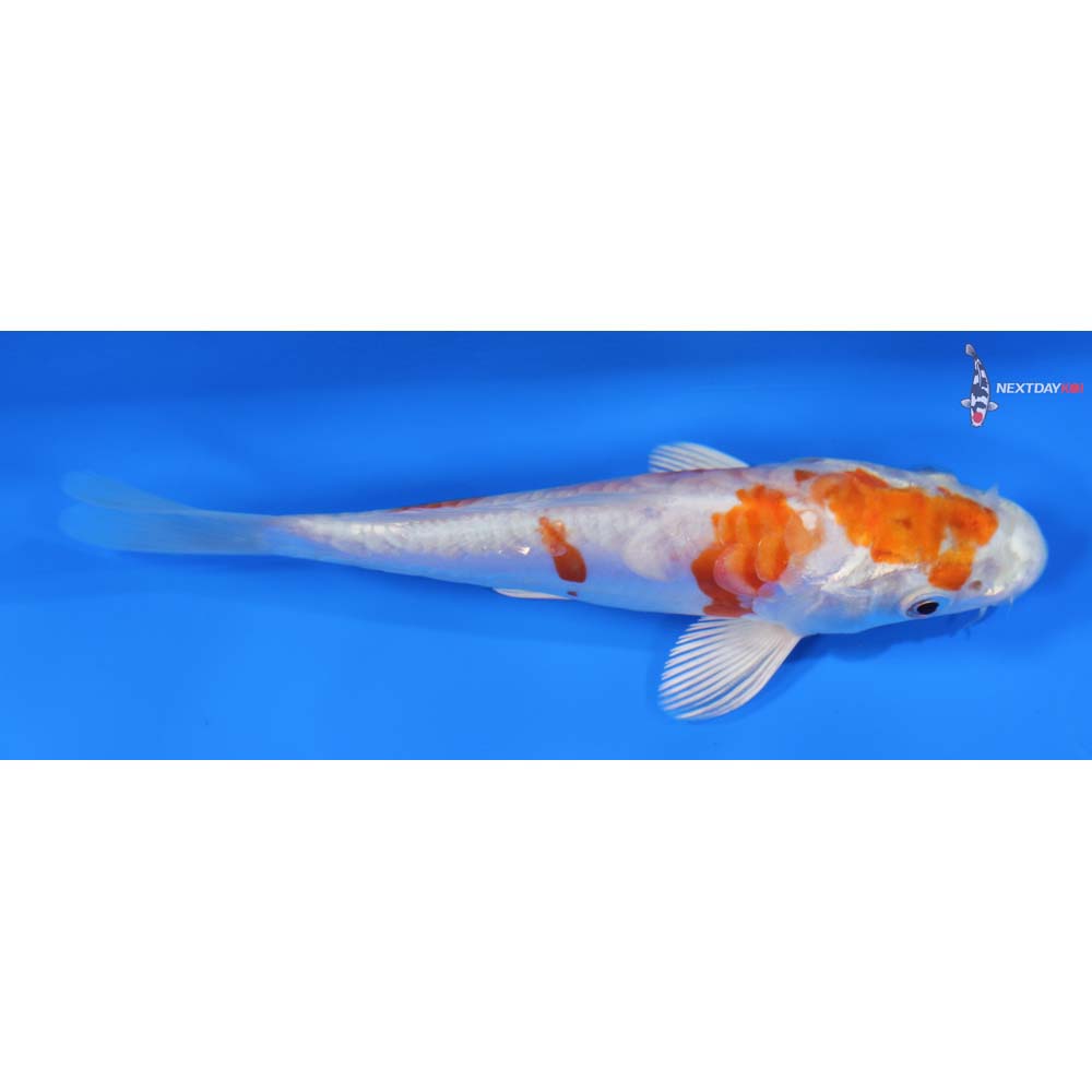 6” Imported Kikusui