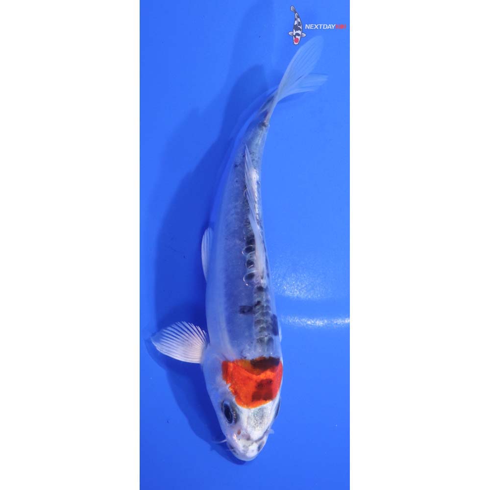 5” Imported Doitsu Blue Kujaku