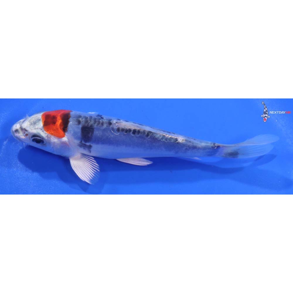 5” Imported Doitsu Blue Kujaku