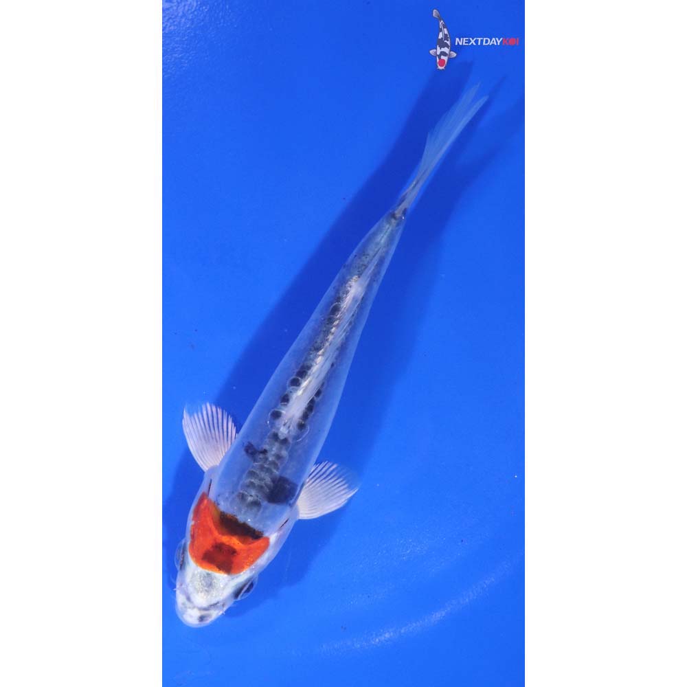 5” Imported Doitsu Blue Kujaku