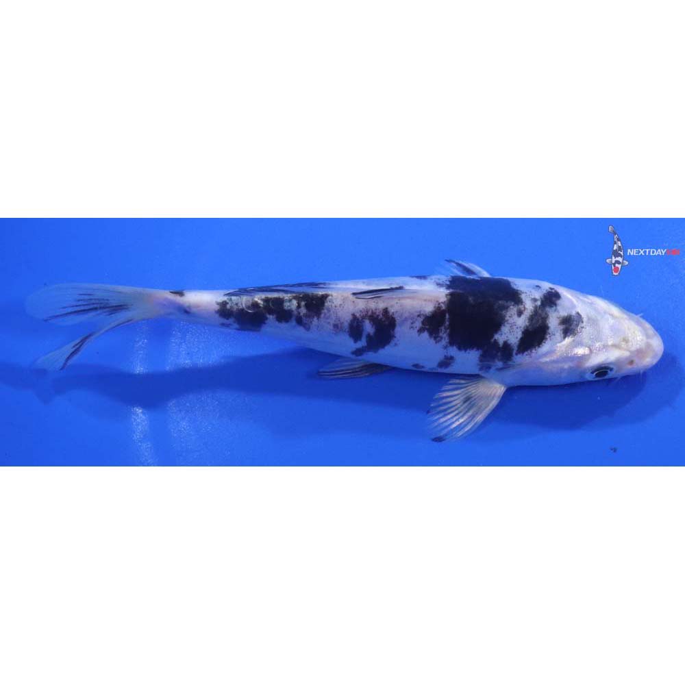 5.5” Imported Doitsu Gin Shiro Bekko