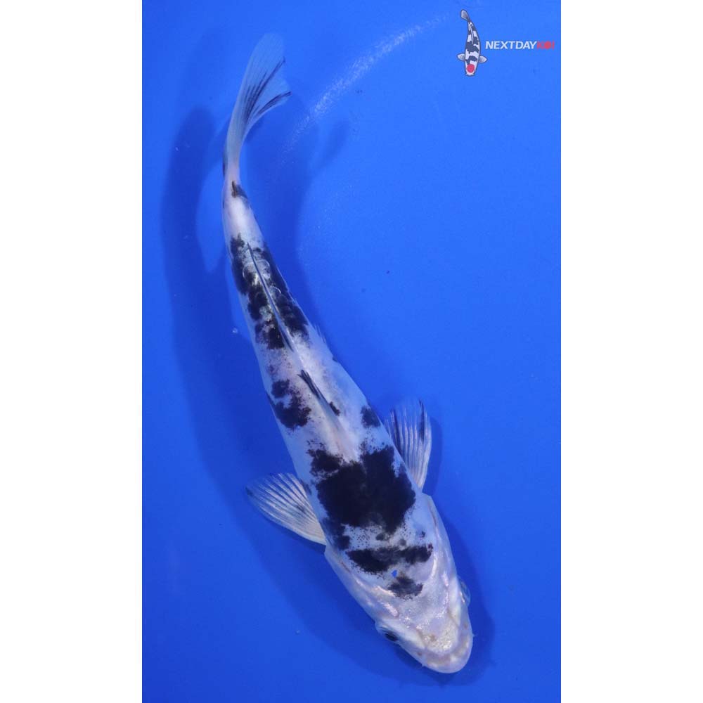 5.5” Imported Doitsu Gin Shiro Bekko