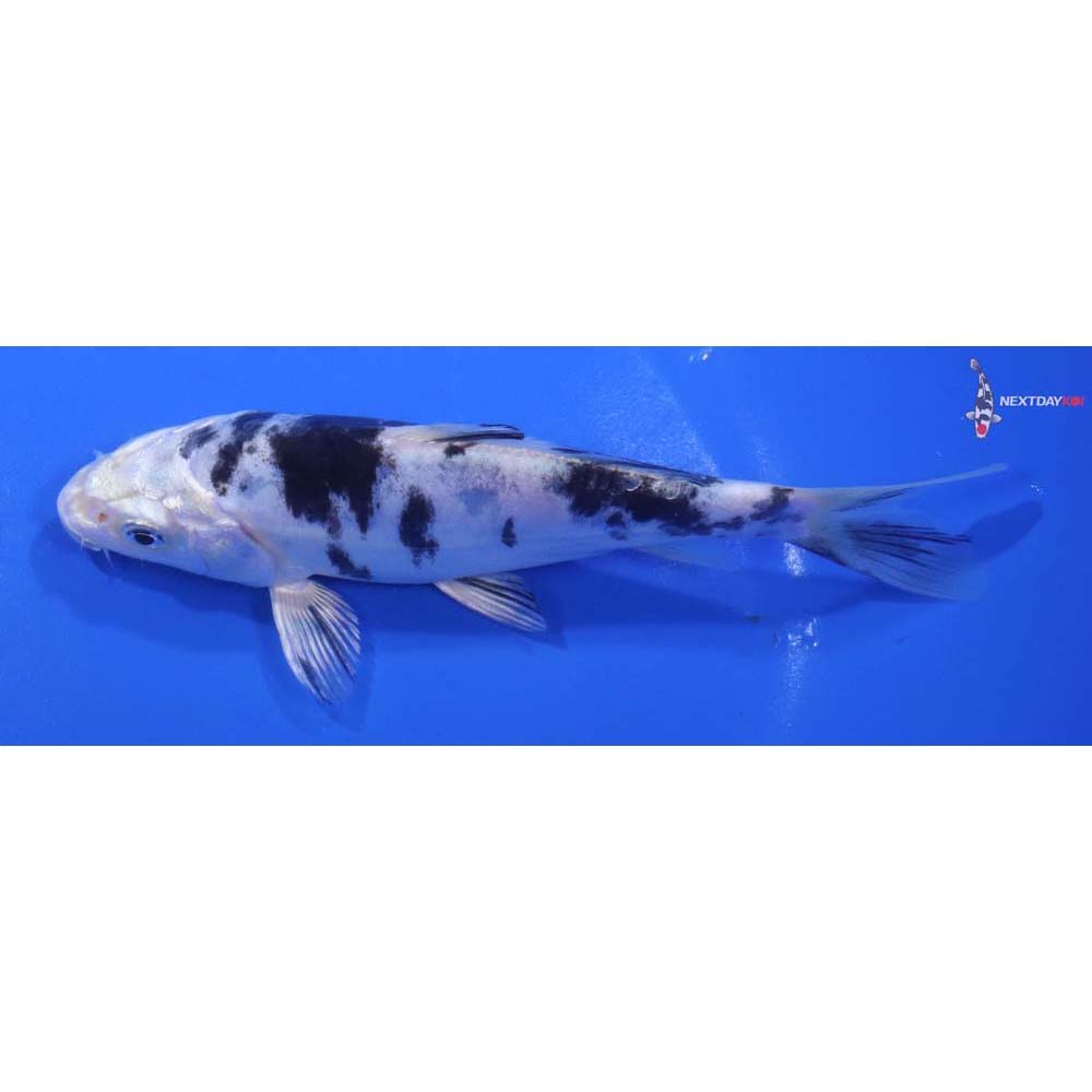 5.5” Imported Doitsu Gin Shiro Bekko