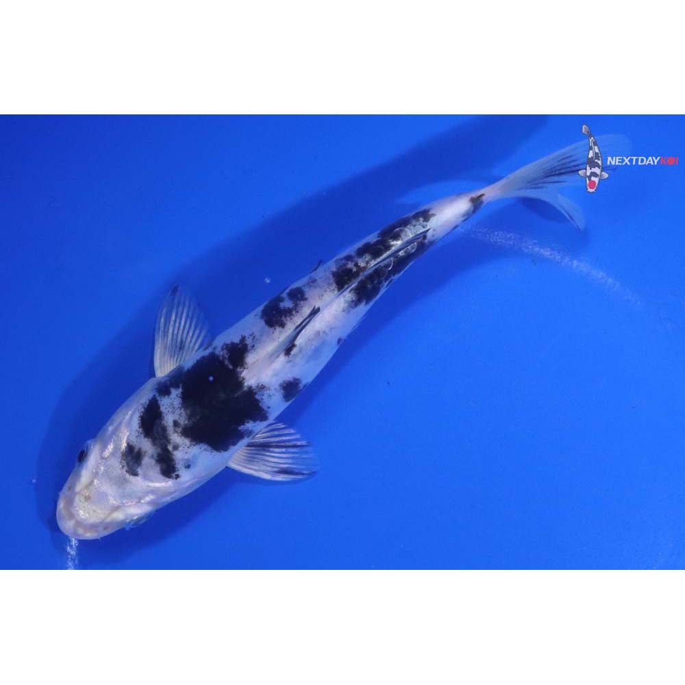 5.5” Imported Doitsu Gin Shiro Bekko