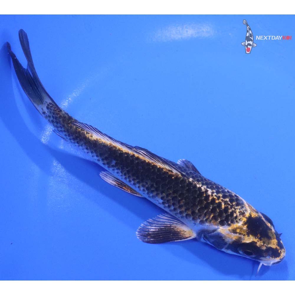 5.5” Imported Kujaku