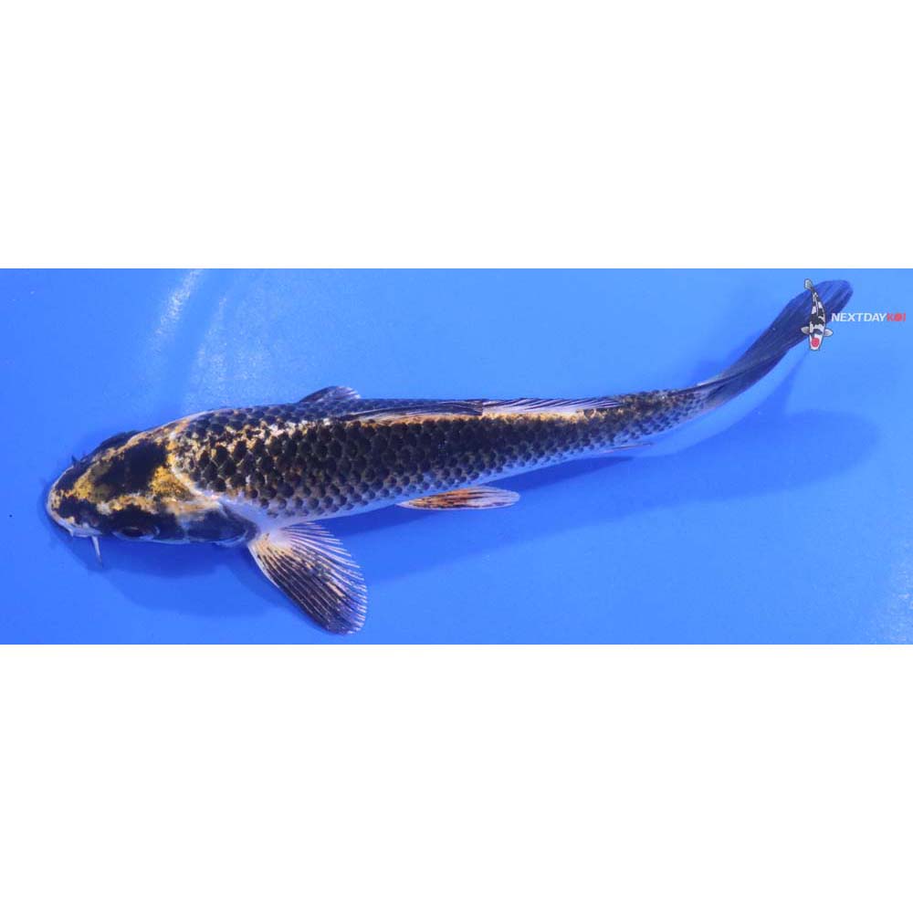 5.5” Imported Kujaku