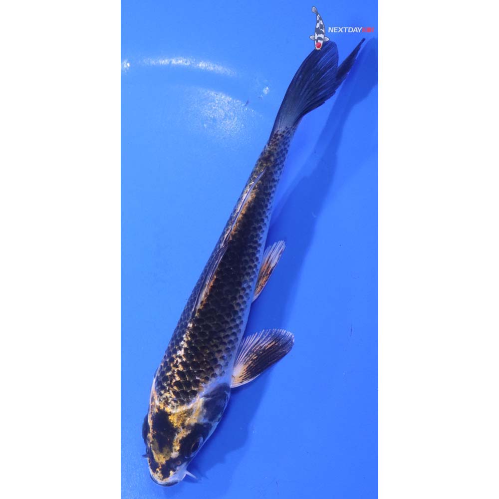 5.5” Imported Kujaku