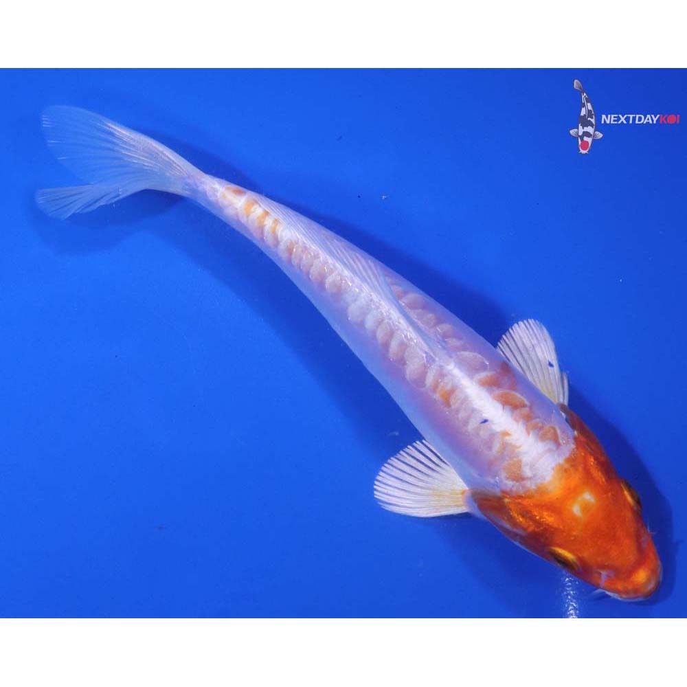 6” Imported Kikusui