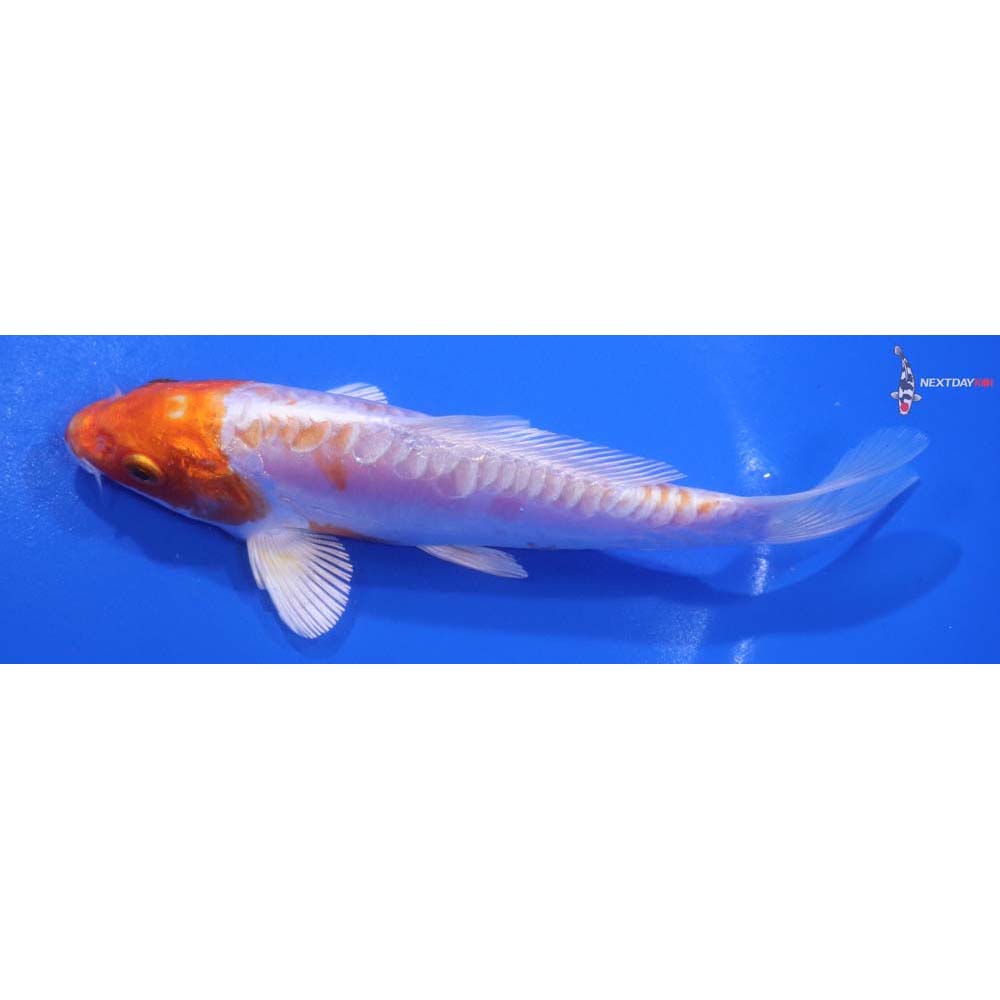 6” Imported Kikusui
