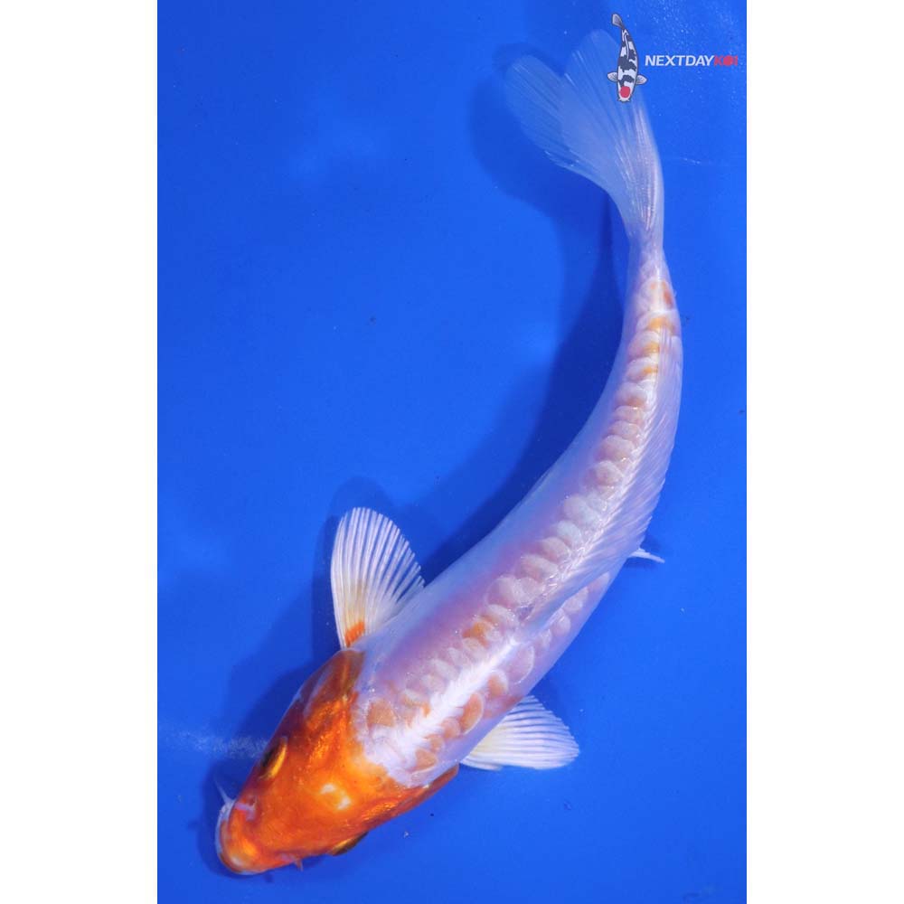 6” Imported Kikusui