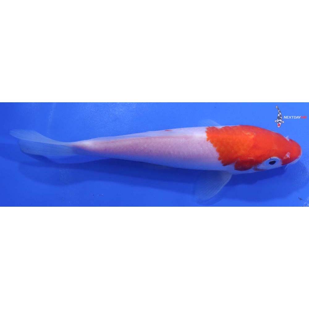 6” Imported Kohaku