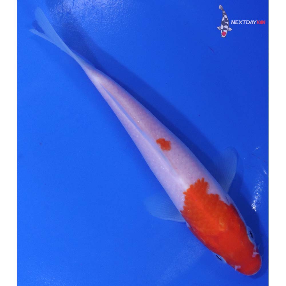6” Imported Kohaku