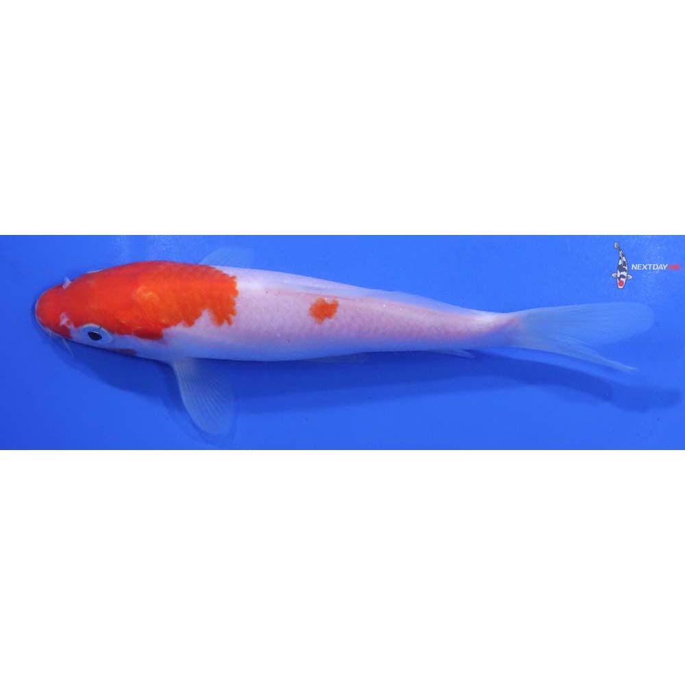 6” Imported Kohaku