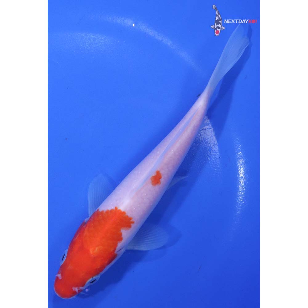 6” Imported Kohaku