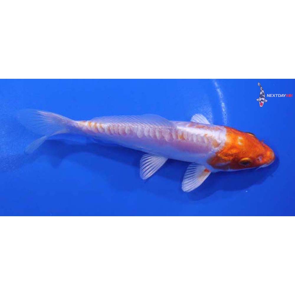 6” Imported Kikusui