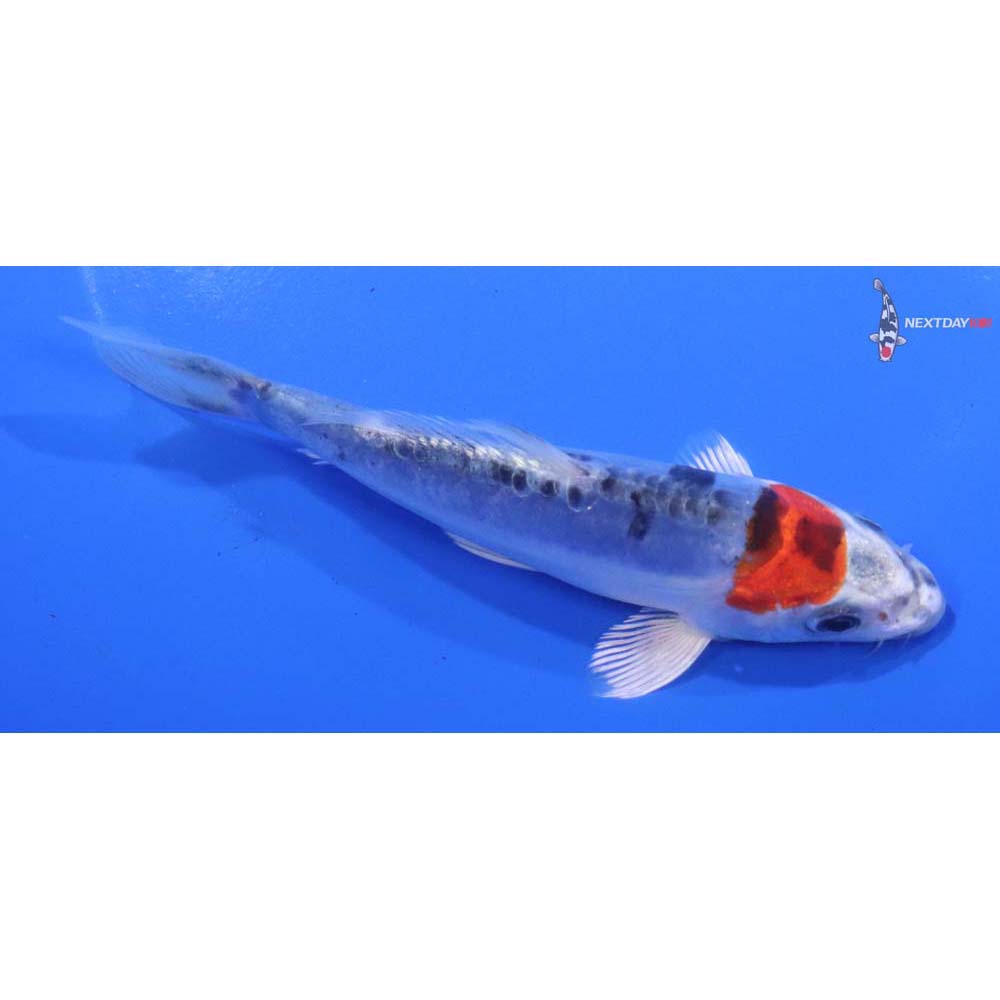 5” Imported Doitsu Blue Kujaku