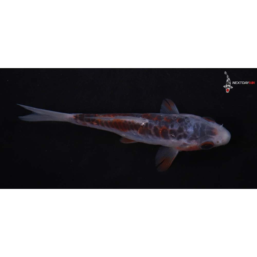 4” Imported Shusui