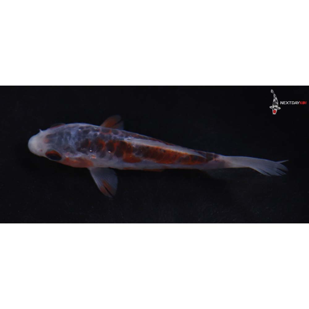 4” Imported Shusui
