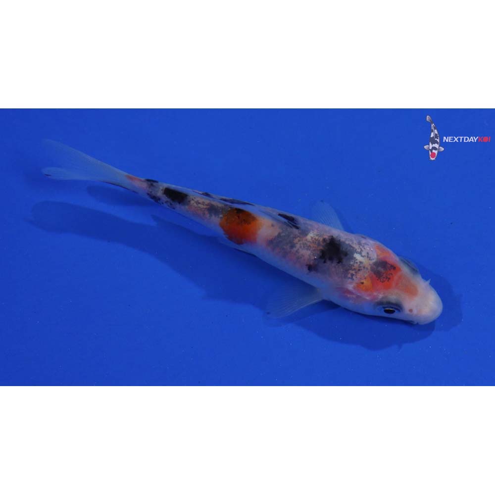 4” Imported Sanke