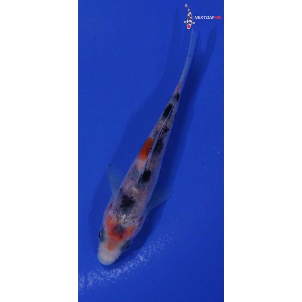 4” Imported Sanke