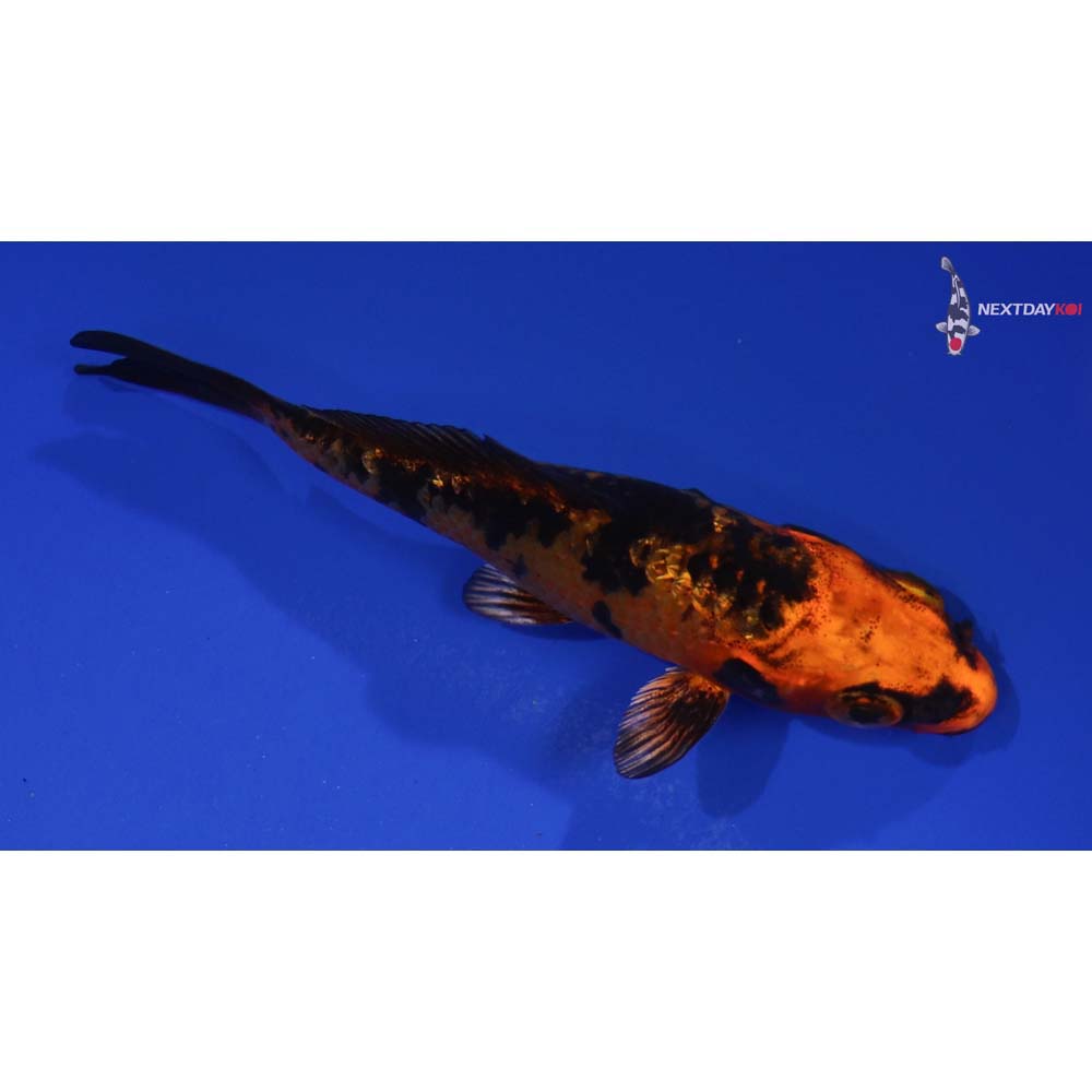 4” Imported Kin Aka Bekko