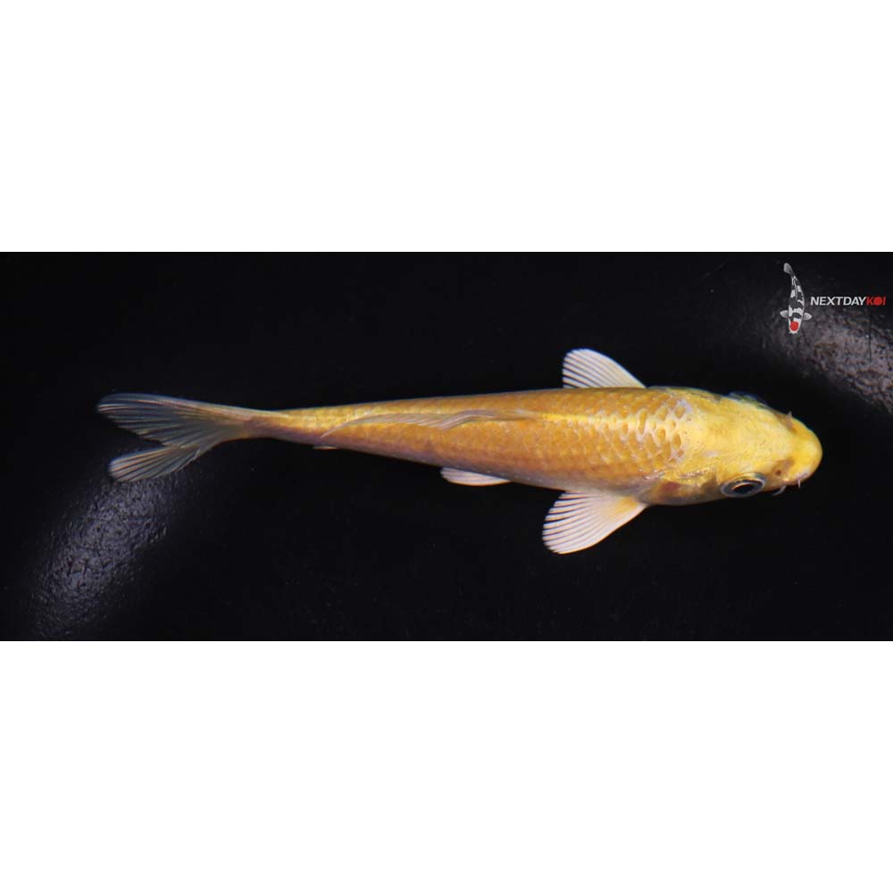 4.5” Imported Yamabuki Ogon