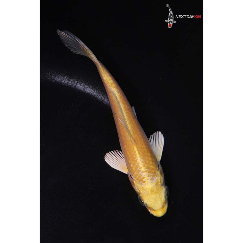 4.5” Imported Yamabuki Ogon