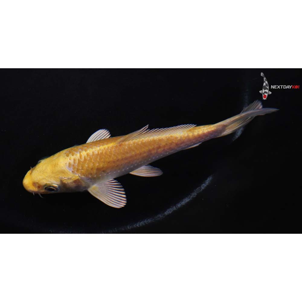 4.5” Imported Yamabuki Ogon