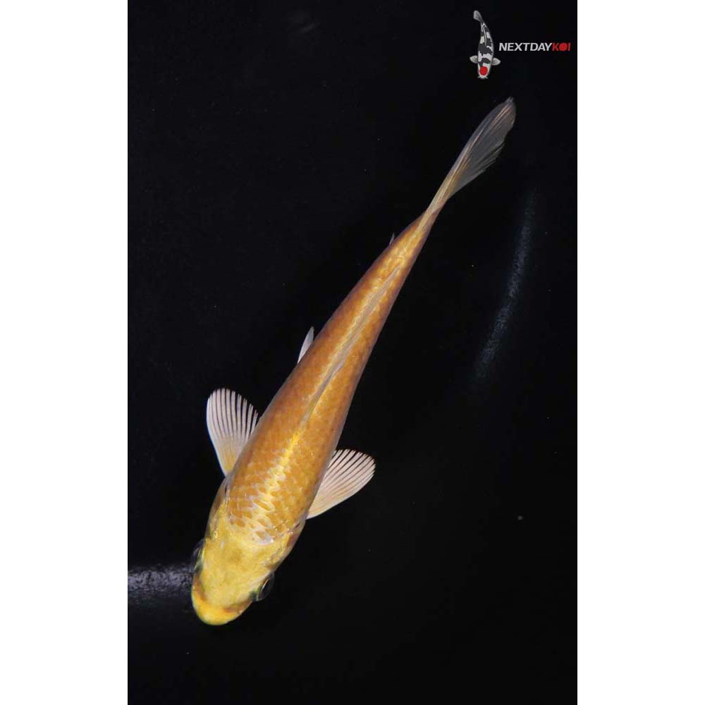 4.5” Imported Yamabuki Ogon