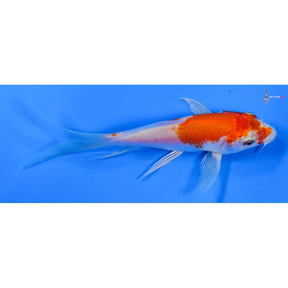 4.5” Imported Hariwake Butterfly Koi