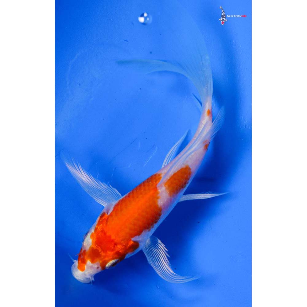 4.5” Imported Hariwake Butterfly Koi
