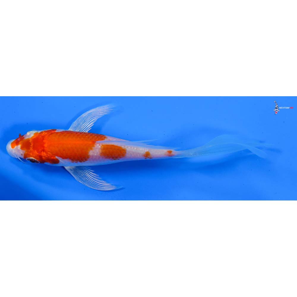 4.5” Imported Hariwake Butterfly Koi