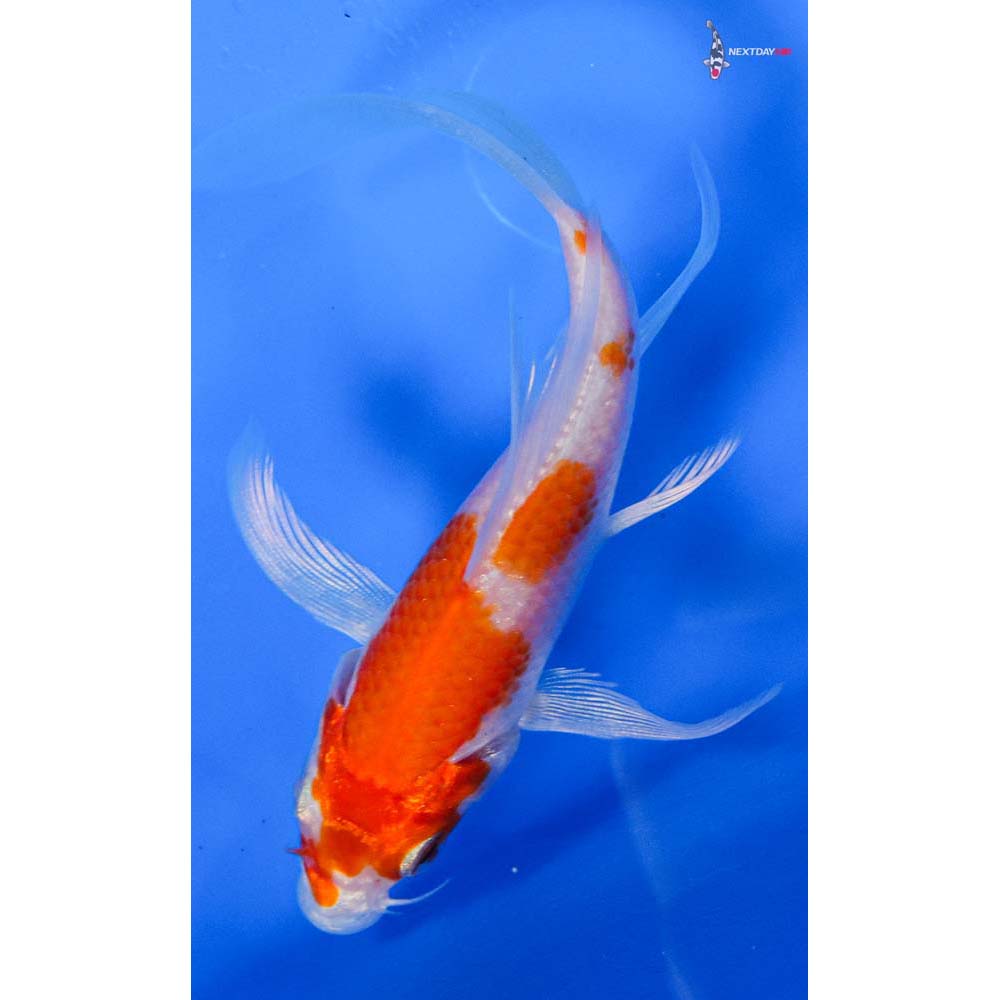4.5” Imported Hariwake Butterfly Koi