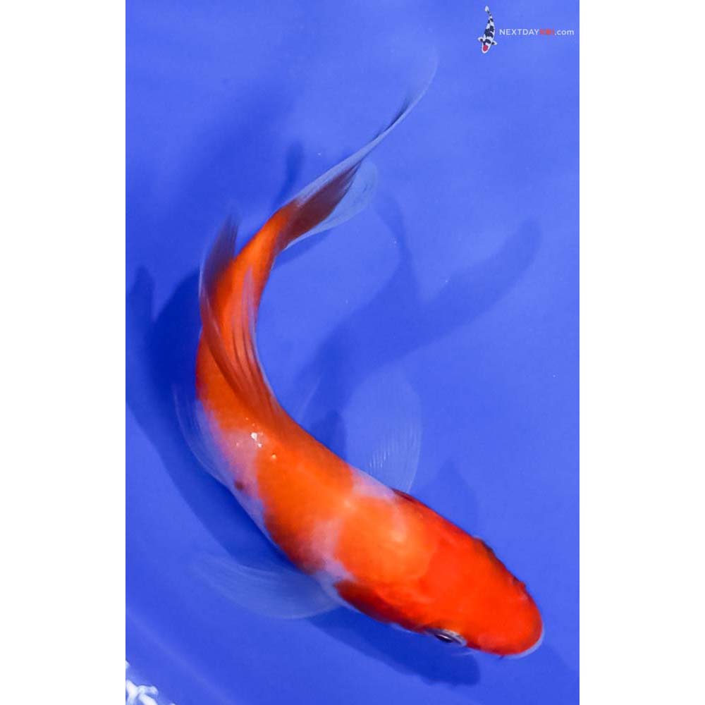 4” Imported Kohaku Butterfly Koi