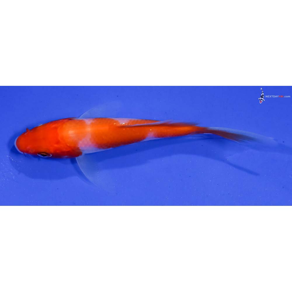 4” Imported Kohaku Butterfly Koi
