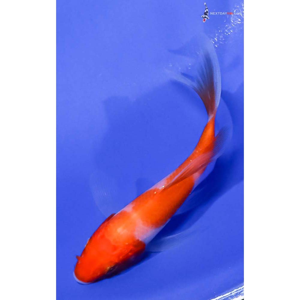 4” Imported Kohaku Butterfly Koi