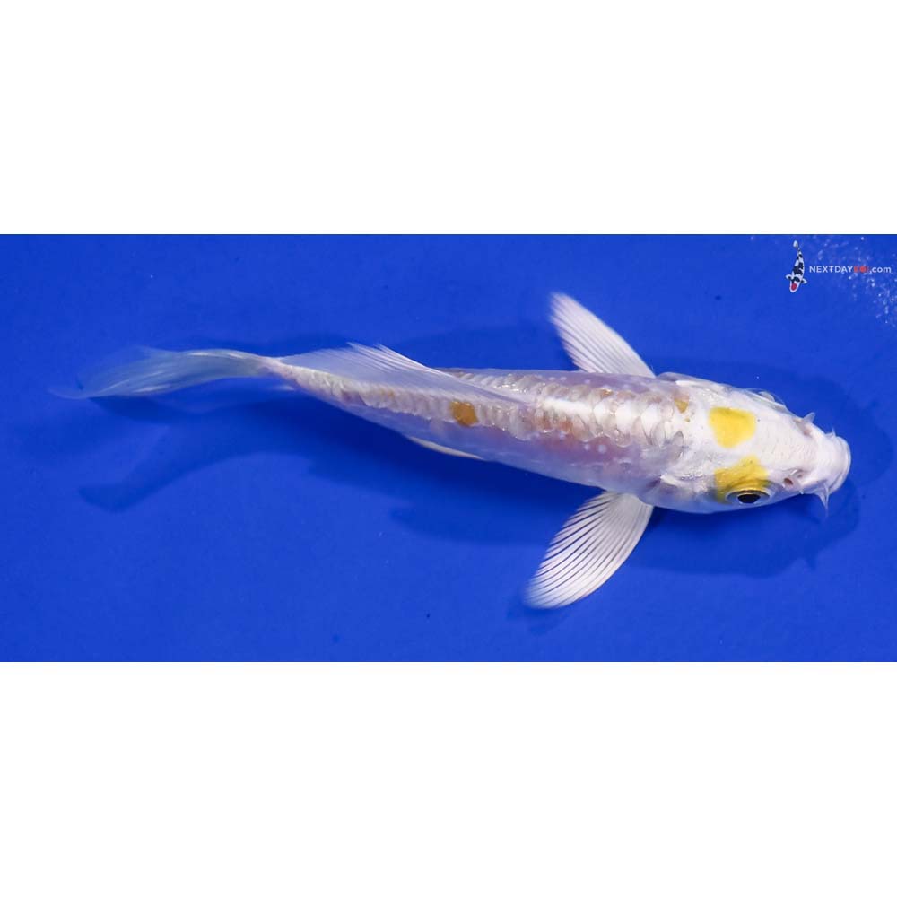 4” Imported Doitsu Lemon Hariwake Butterfly Koi