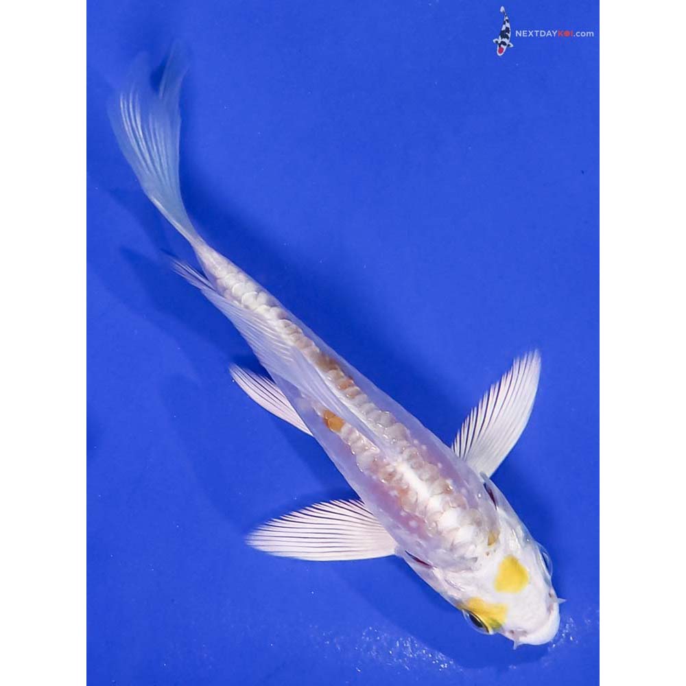 4” Imported Doitsu Lemon Hariwake Butterfly Koi