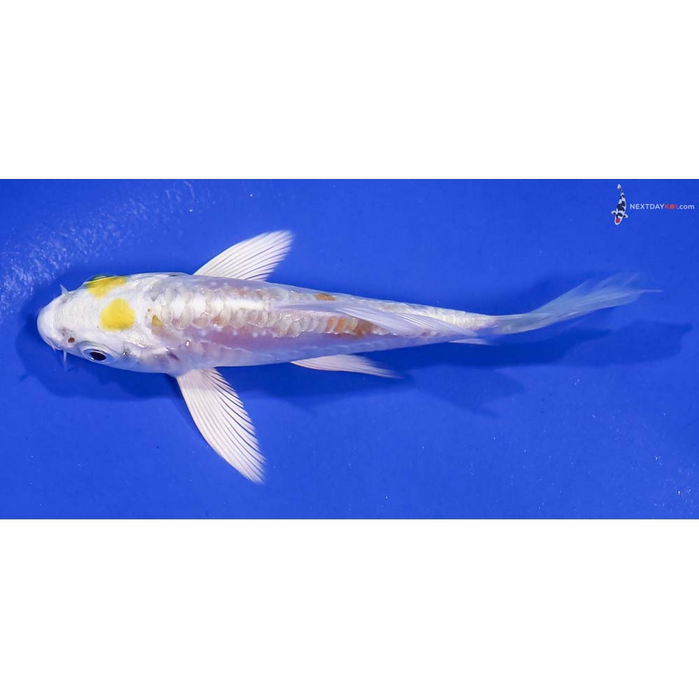 4” Imported Doitsu Lemon Hariwake Butterfly Koi