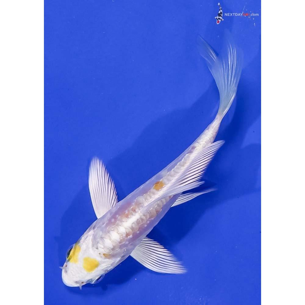 4” Imported Doitsu Lemon Hariwake Butterfly Koi
