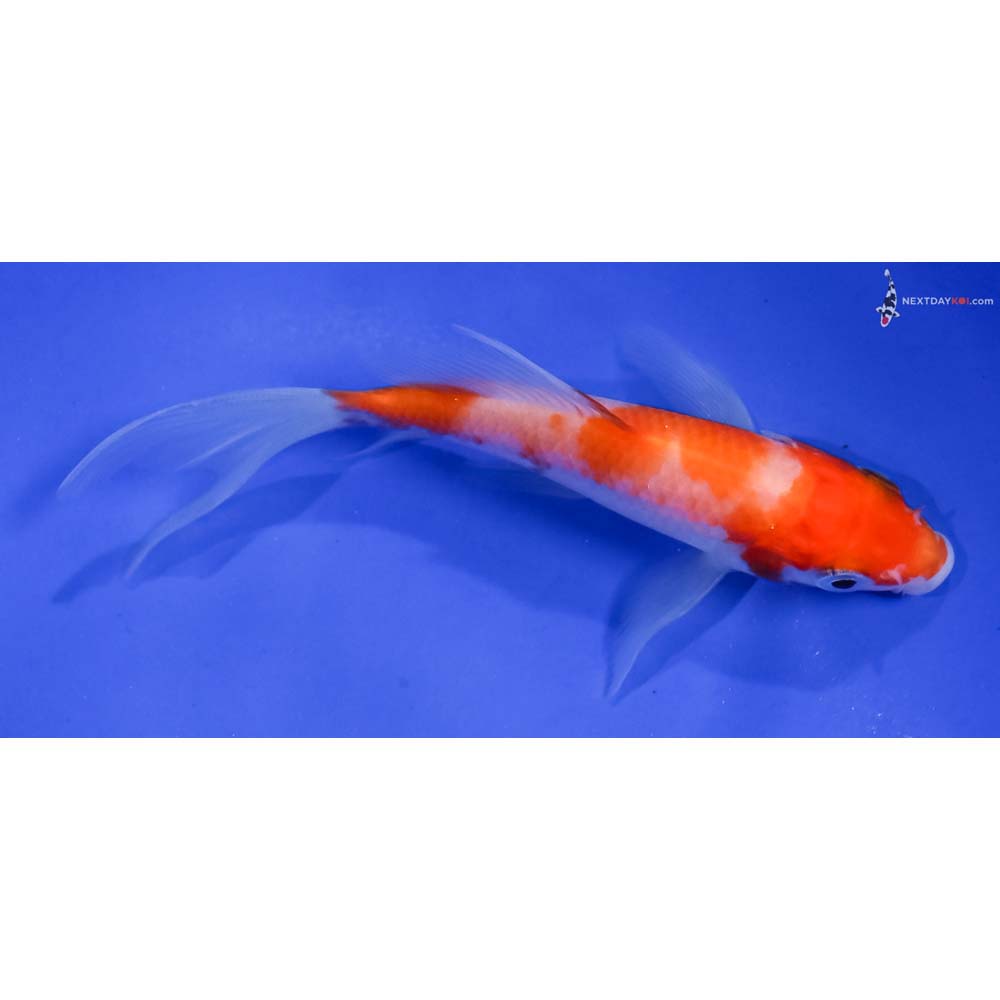 4” Imported Kohaku Butterfly Koi