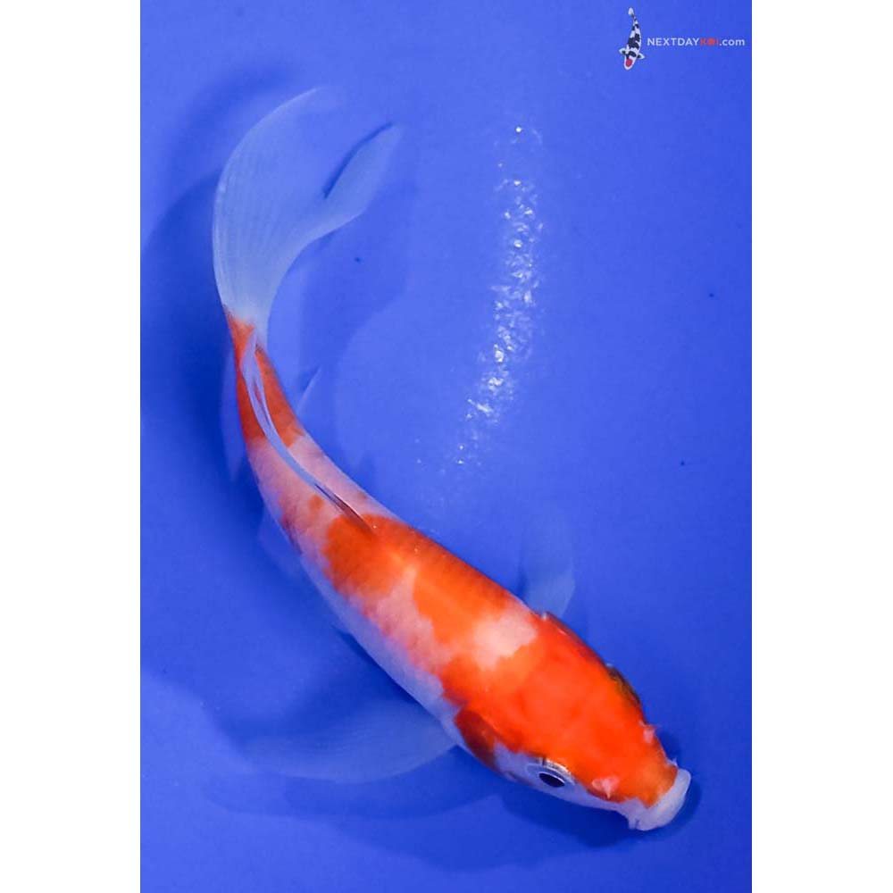 4” Imported Kohaku Butterfly Koi
