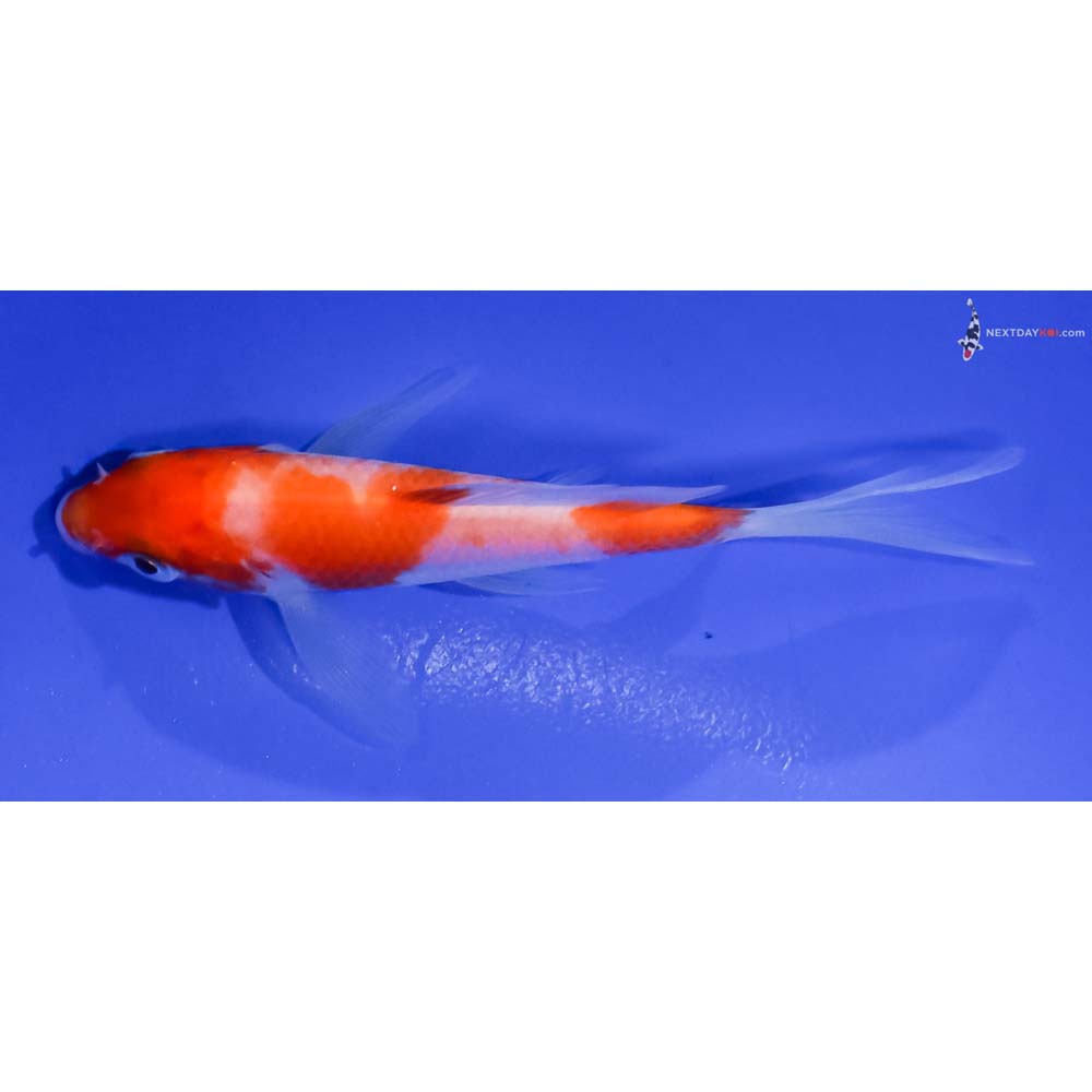 4” Imported Kohaku Butterfly Koi
